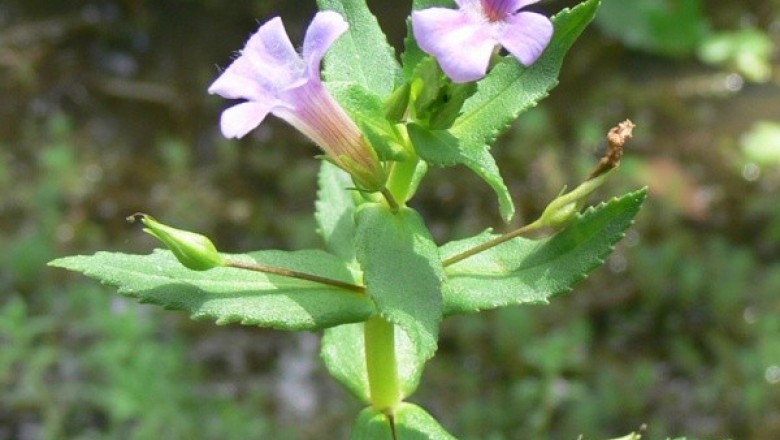 Cây Rau om. Limnophila aromatica - Cây Thuốc Nam Quanh Ta